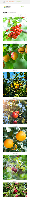 响应式水果蔬菜果蔬网站模板 - 手机端